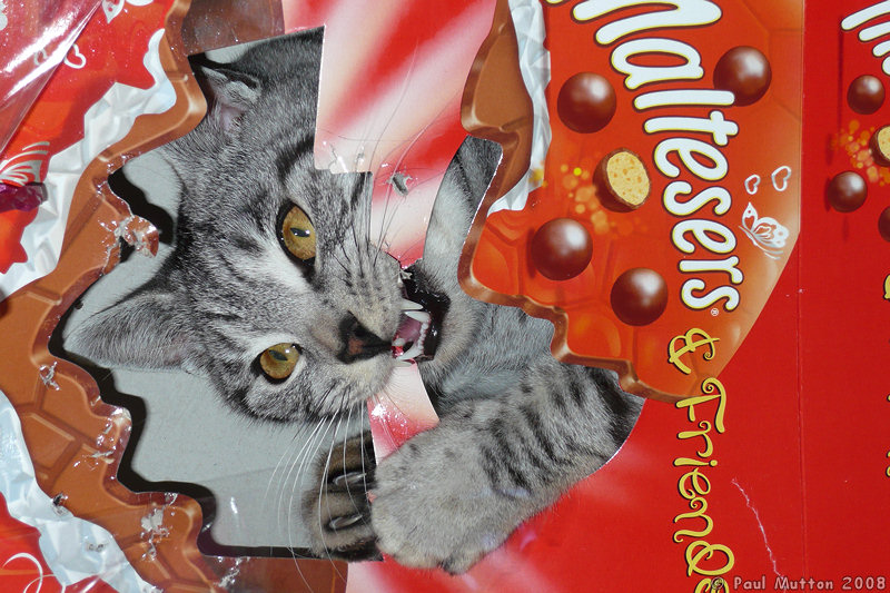 Photo P1000132 Cat eating a cardboard box